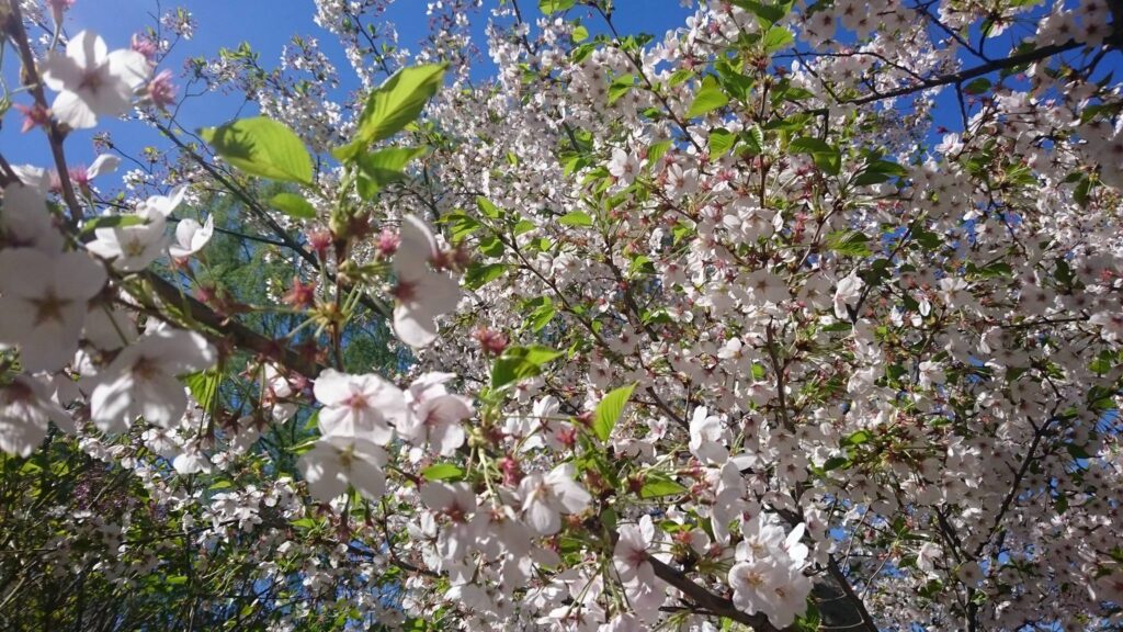 504798819 3159039494235166 8654889449229777949 n.jpg